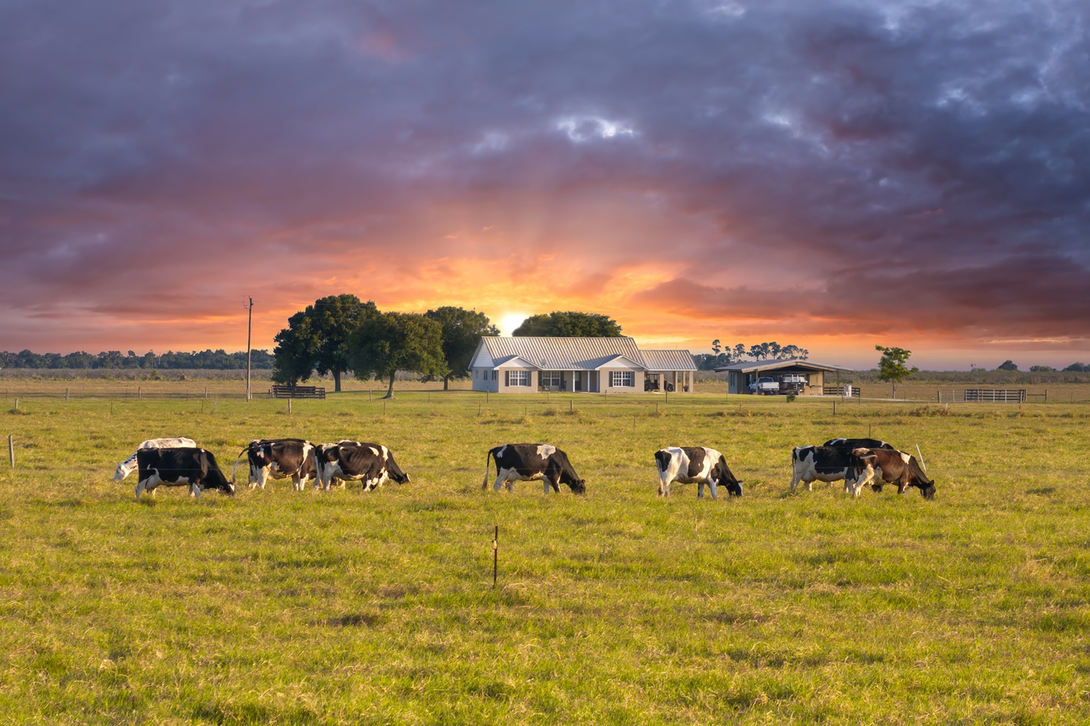 Herd of dairy cattle grazing in pasture field